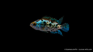 Blue Dempsey schwimmt durch das Aquarium
