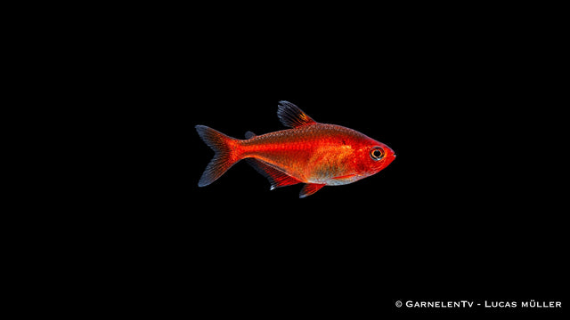 Blutsalmler - Hyphessobrycon callistus