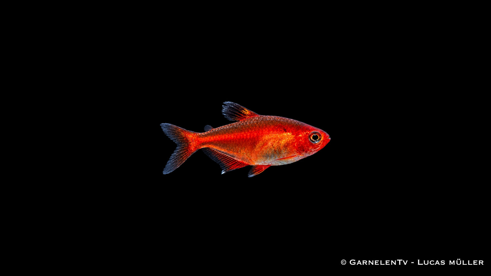 Blutsalmler - Hyphessobrycon callistus