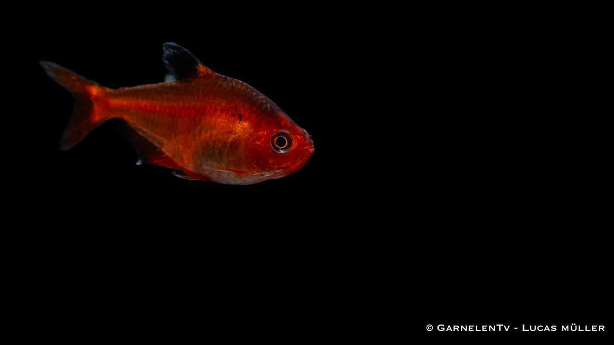 Blutsalmler im Aquarium