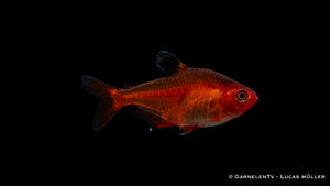 Blutsalmler Portait