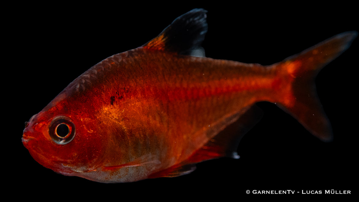 Blutsalmler Extra Rot (Hyphessobrycon callistus) im Aquarium