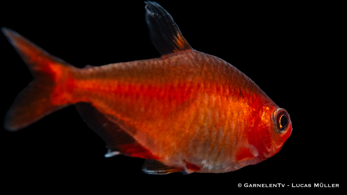 Blutsalmler &quot;Extra Rot&quot; – Schillernde Farben im Aquarium
