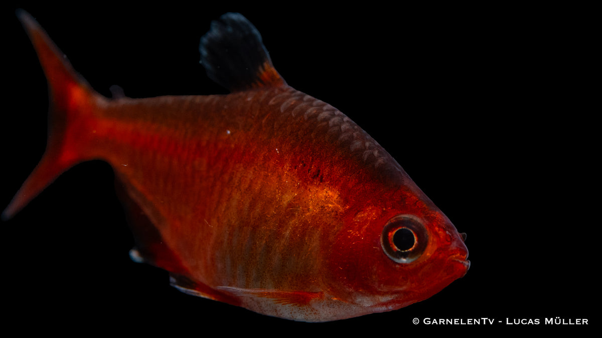 Blutsalmler Extra Rot in einer Aquariengemeinschaft