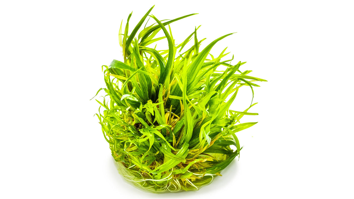 Blyxa japonica - Japanisches Blyxenkraut