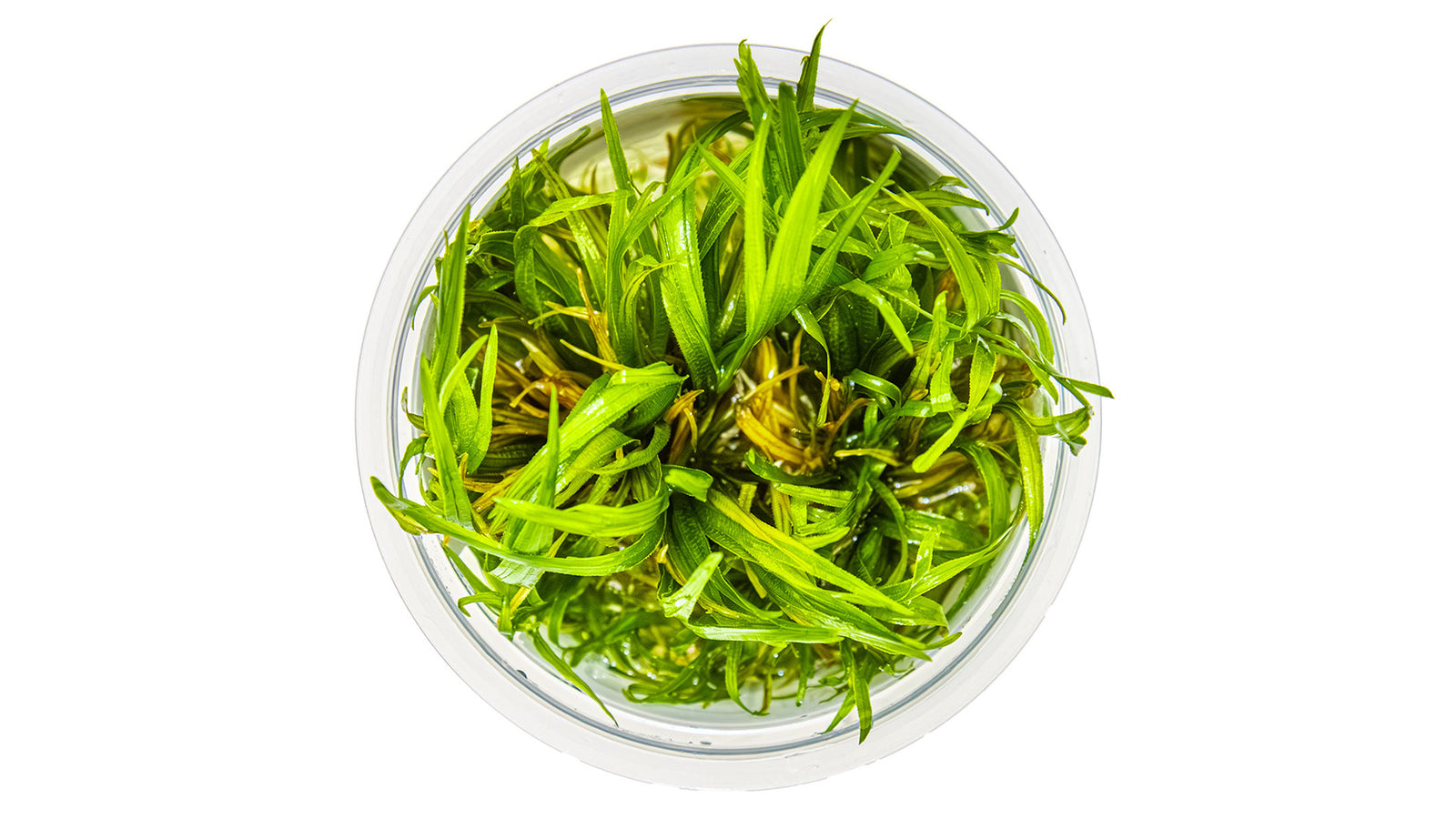 Blyxa japonica - Japanisches Blyxenkraut von der Seite