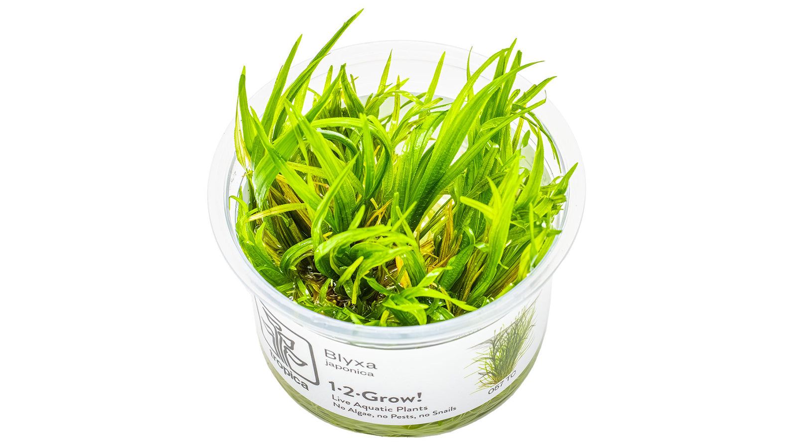 Blyxa japonica - Japanisches Blyxenkraut von der Seite