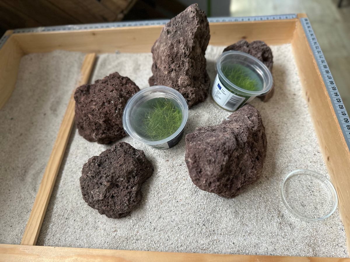 Bodendecker Pflanzen für Aquarien
