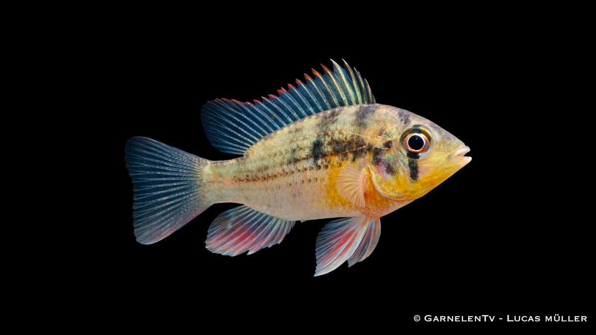 Bolivianischer Schmetterlingsbuntbarsch mit natürlicher Zeichnung und leicht rötlichen Flossen im Aquarium auf Sandboden