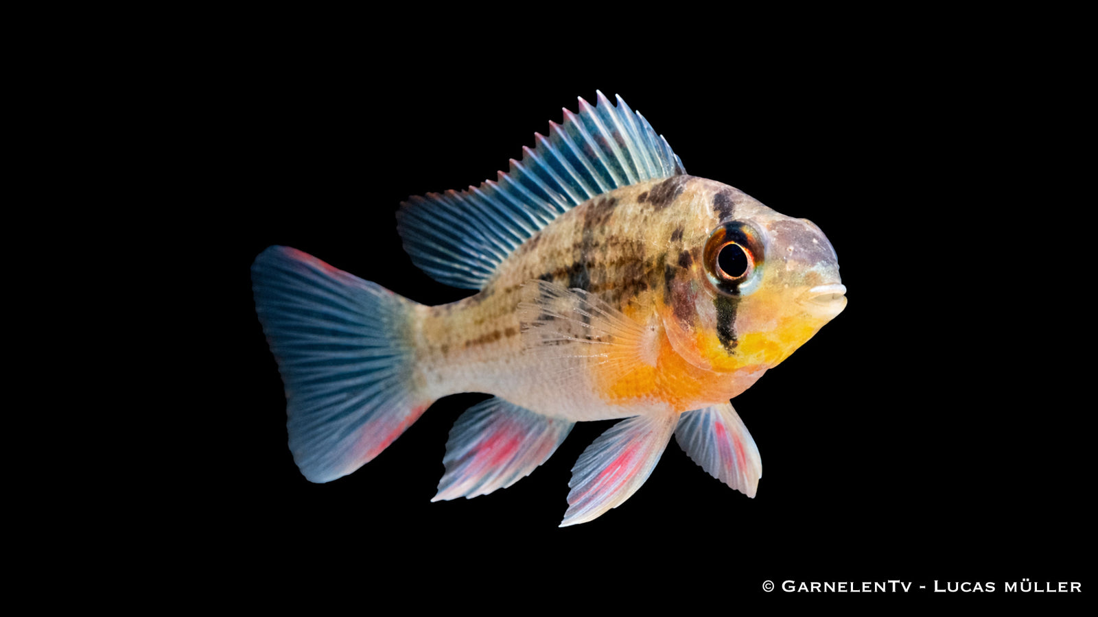 Bolivianischer Schmetterlingsbuntbarsch mit natürlicher Zeichnung und leicht rötlichen Flossen im Aquarium auf Sandboden
