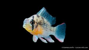 Microgeophagus altospinosus mit leuchtenden Gelb- und Blautönen
