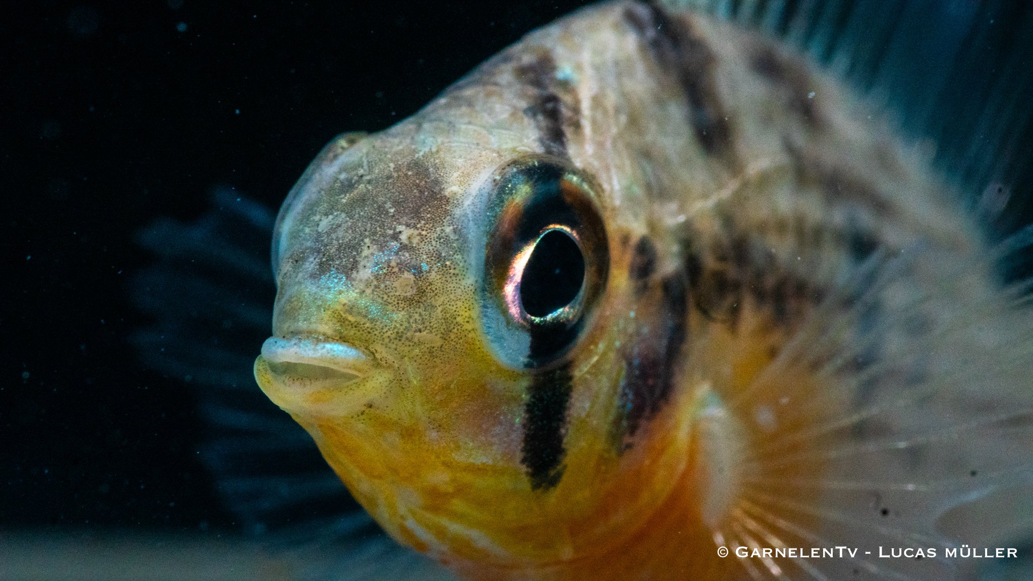 Boliv. Schmetterlingsbuntbarsch - Microgeophagus altospinosus