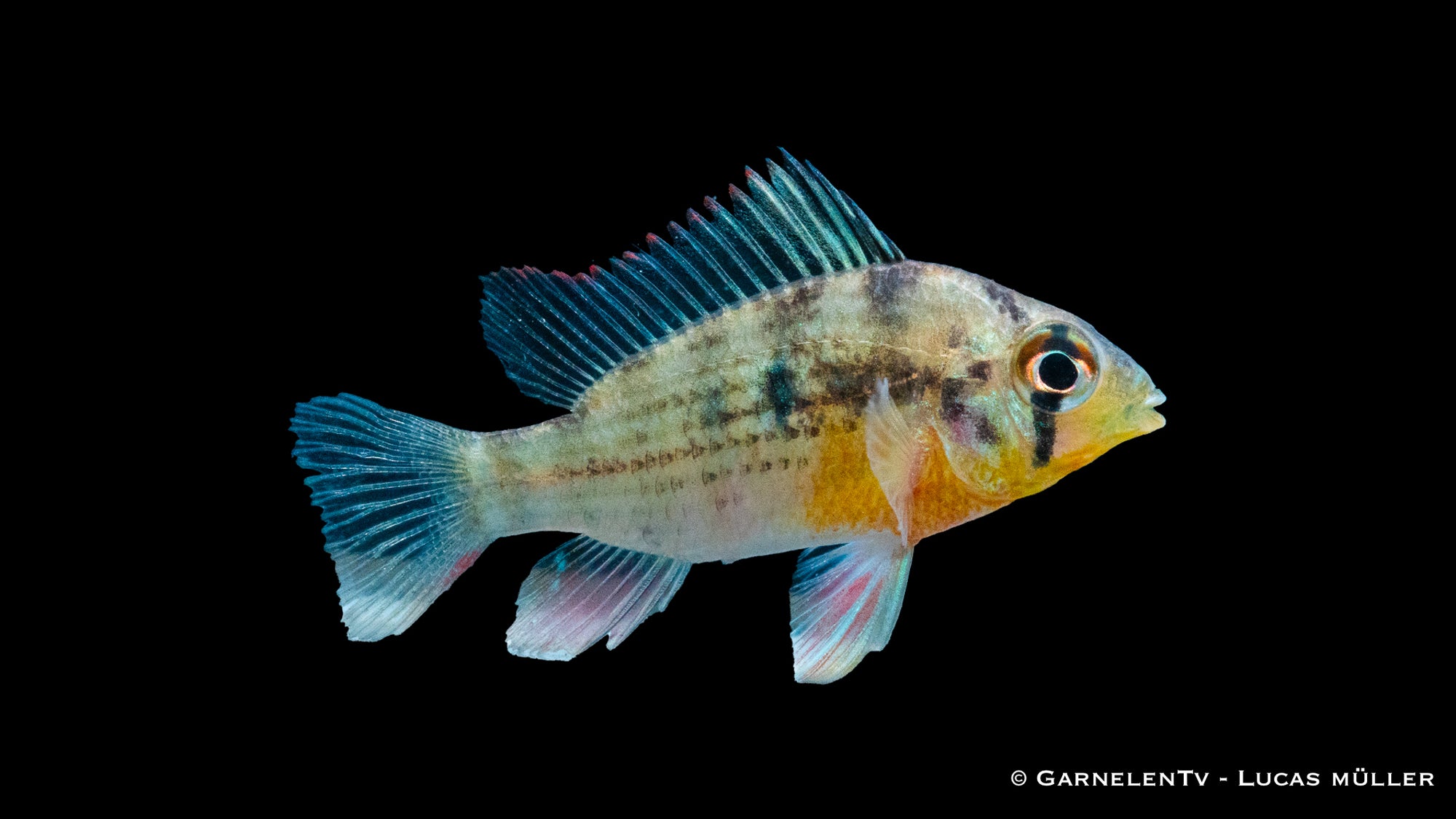 Bolivianischer Schmetterlingsbuntbarsch im Aquarium