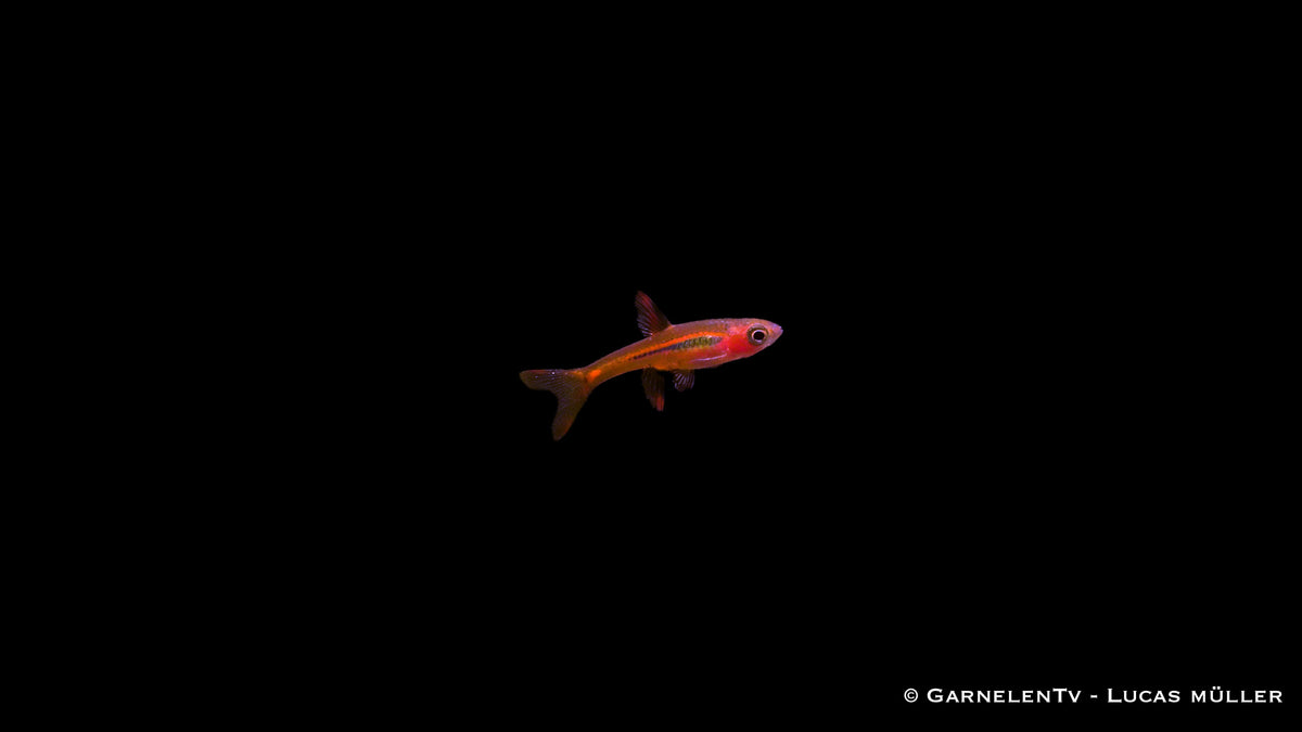 Boraras brigittae in einem Nano-Aquarium