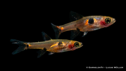 Boraras maculatus schwimmend im Aquarium