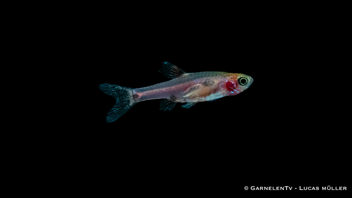 Boraras merah close-up showing golden spots