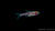 Goldfleck-Zwergbärbling swimming in a freshwater aquarium
