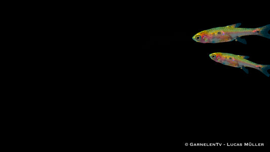 Boraras micros in einer Gruppe schwimmend