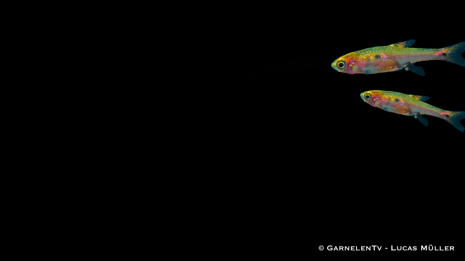 Microrasbora Zwergbärbling im Aquarienbecken