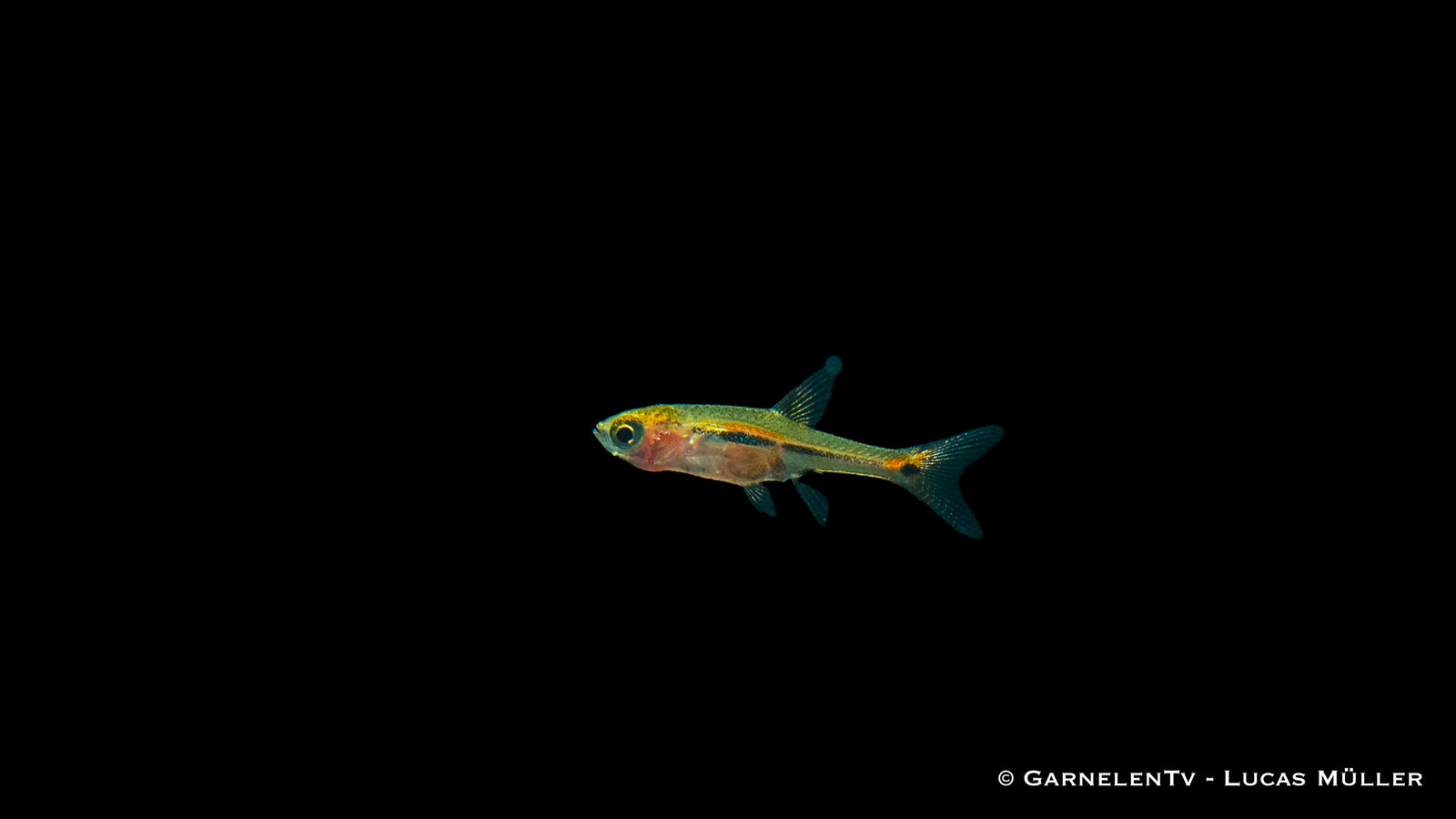 Schwanzstreifenrasbora (Boraras urophthalmoides) im Aquarium