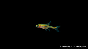 Boraras urophthalmoides in einem Nano-Aquarium