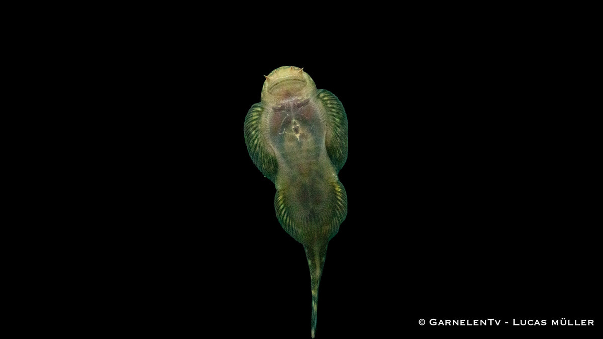 Pseudogastromyzon myersi mit flossenähnlichen Strukturen