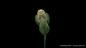 Pseudogastromyzon myersi mit flossenähnlichen Strukturen