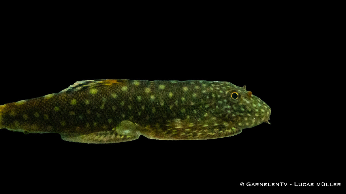 Borneo Flossensauger an einem Untergrund festhaltend
