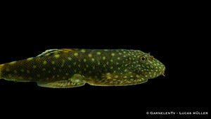 Borneo Flossensauger an einem Untergrund festhaltend