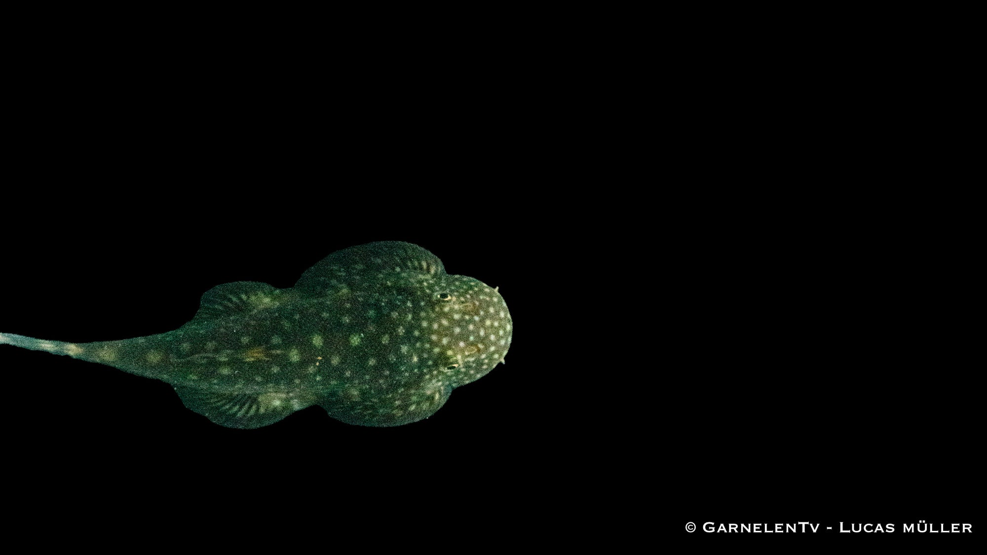 Borneo Flossensauger Pseudogastromyzon myersi im Aquarium