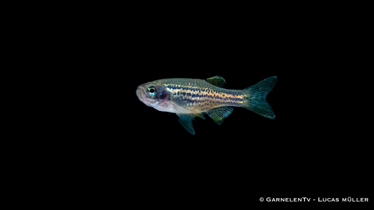 Brachydanio frankei – Schwimmer im Süßwasser