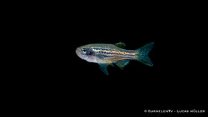 Brachydanio frankei – Schwimmer im Süßwasser