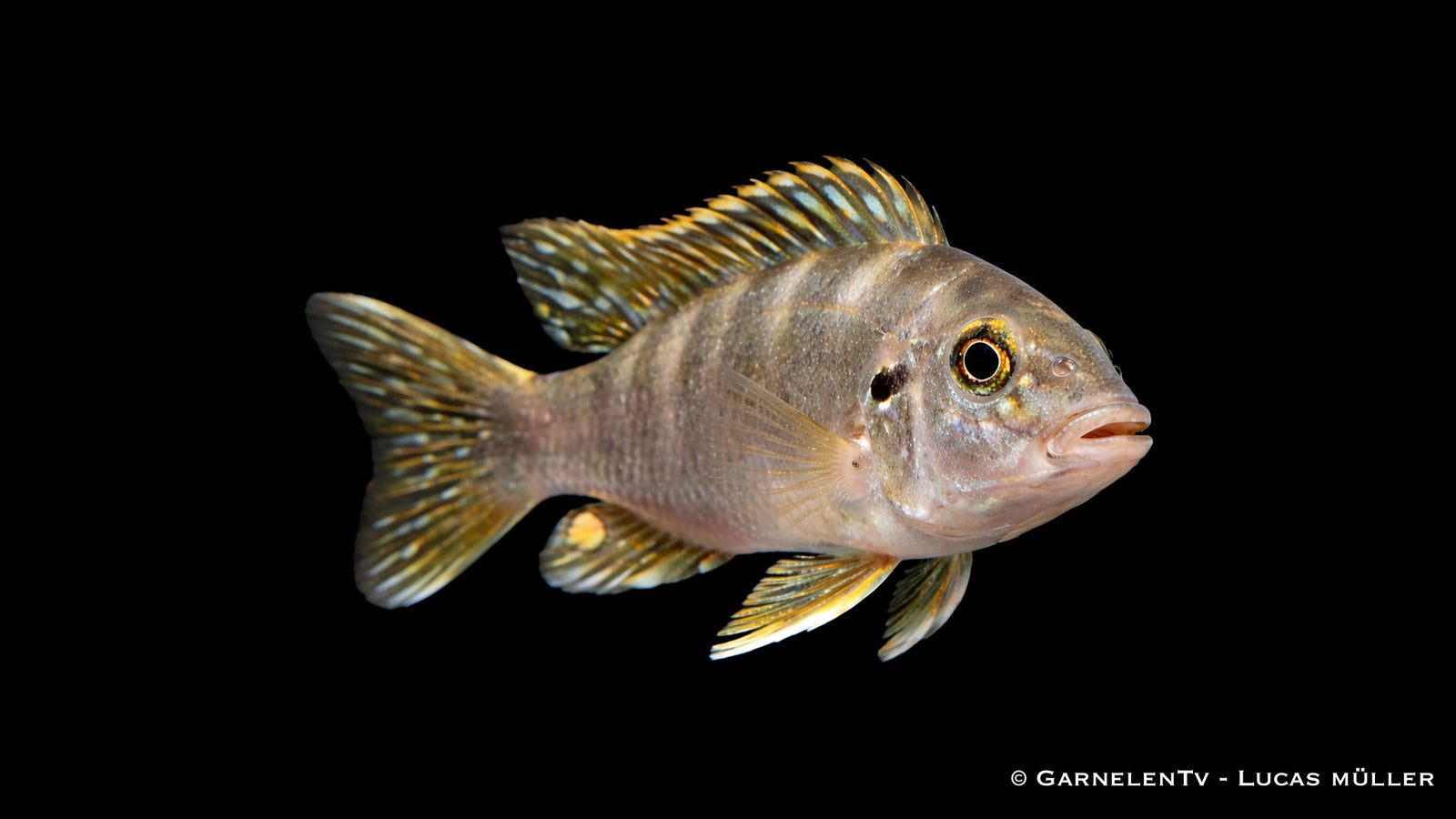 Brasil-Perlmutt-Buntbarsch - Geophagus brasiliensis