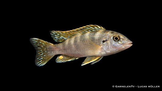 Brasil-Perlmutt-Buntbarsch - Geophagus brasiliensis
