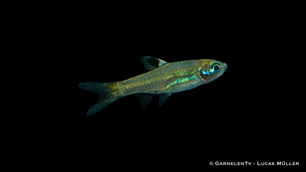 Brevibora dorsiocellata displaying vibrant colors in tank