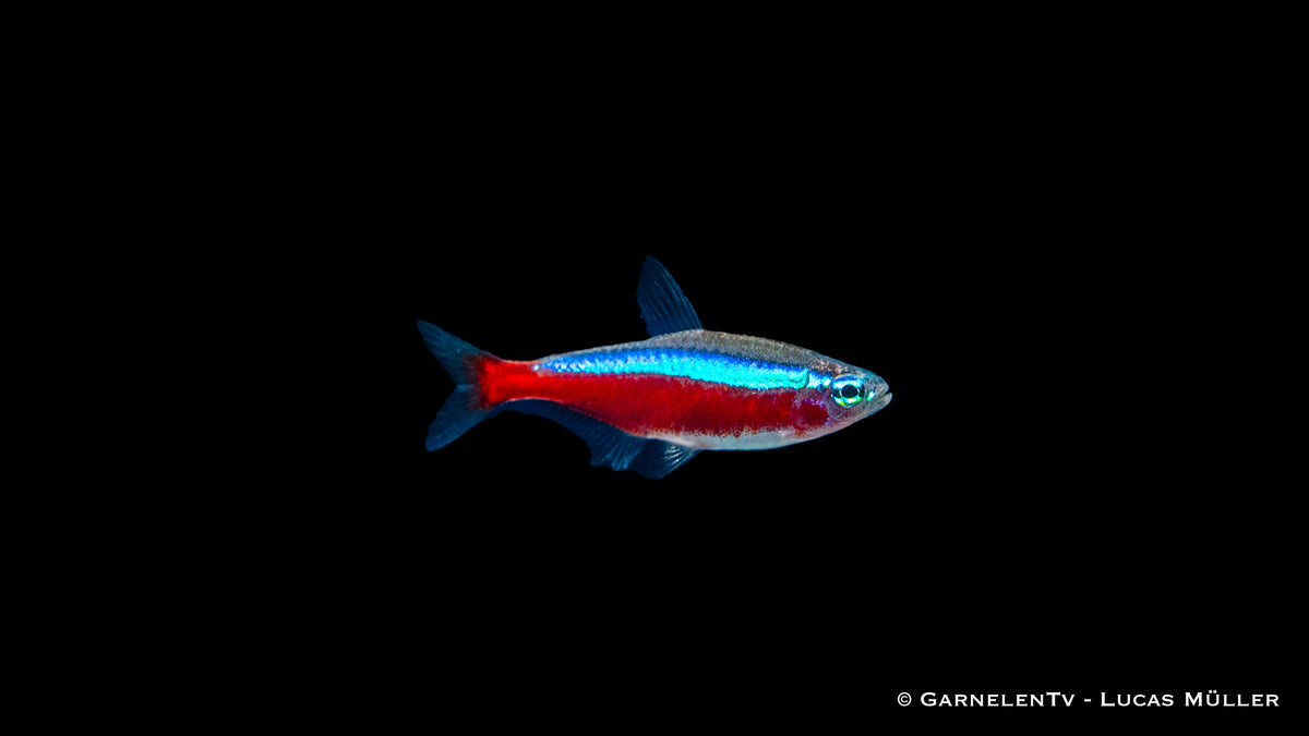 Brightly Colored Roter Neon Jumbo Fish in Aquarium Tank
