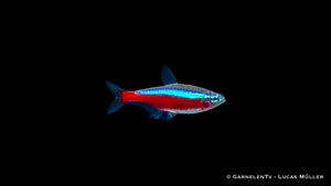 Brightly Colored Roter Neon Jumbo Fish in Aquarium Tank
