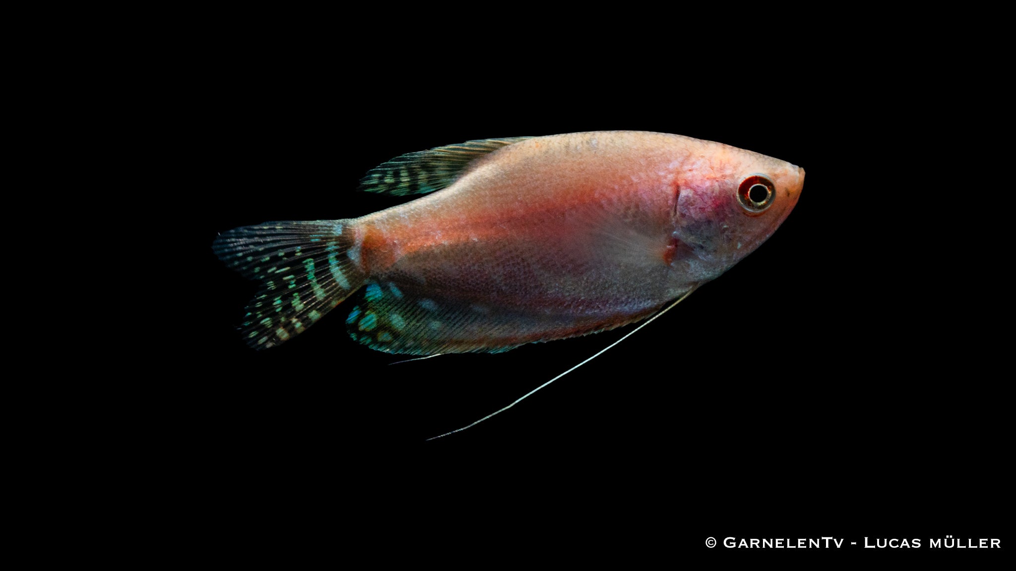 Brightly colored Opal Fadenfisch in fresh water