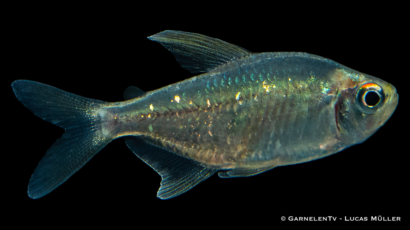 Brilliantsalmler (Moenkhausia pitteri) im Aquarium