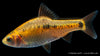 Brokatbarbe XL - Barbodes semifasciolatus (DNZ)