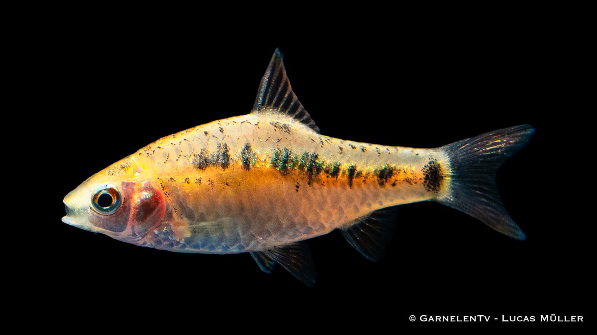 Brokatbarbe XL - Barbodes semifasciolatus im Aquarium