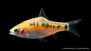 Brokatbarbe XL - Barbodes semifasciolatus im Aquarium