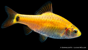 Brokatbarbe XL im Aquarium