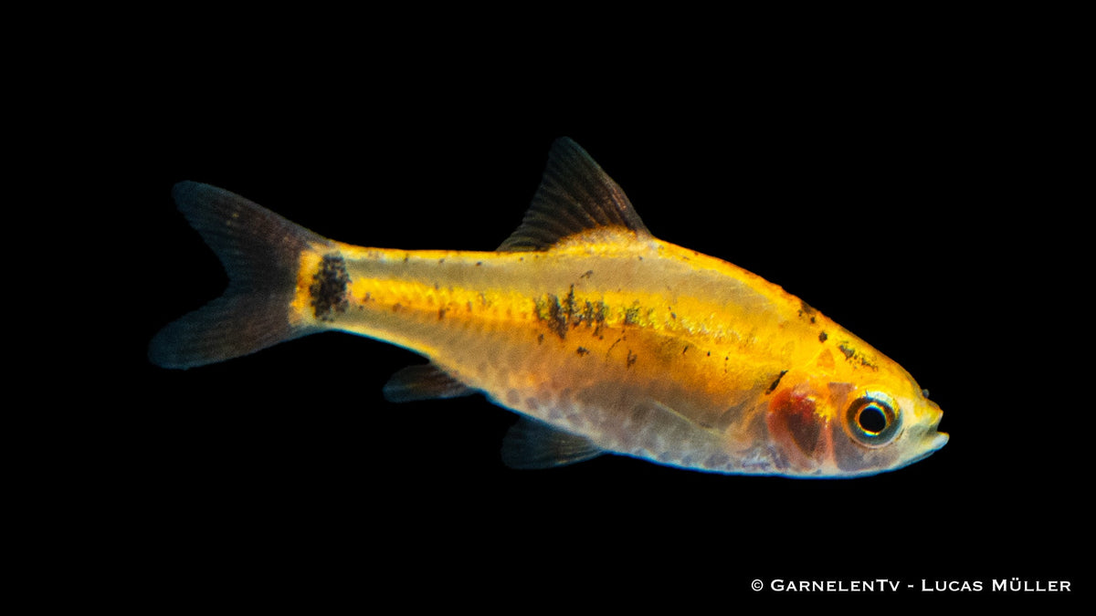 Brokatbarbe XL in einem bepflanzten Aquarium