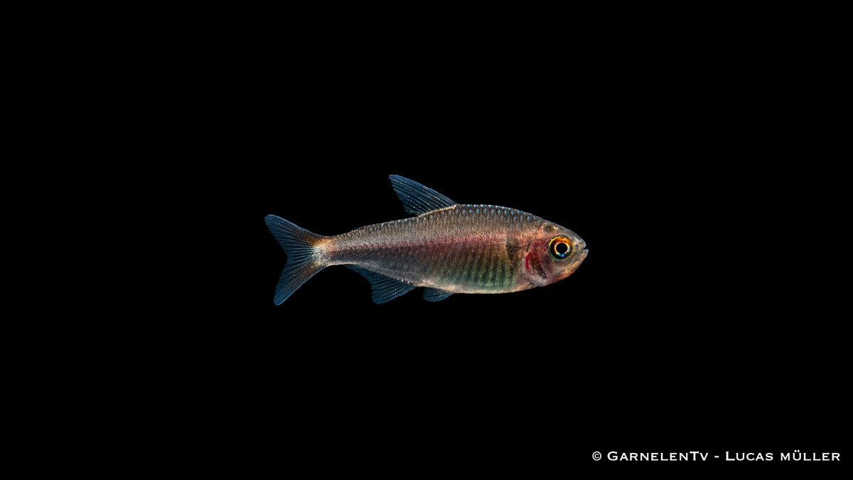 Brombeersalmler - Hyphessobrycon wadai
