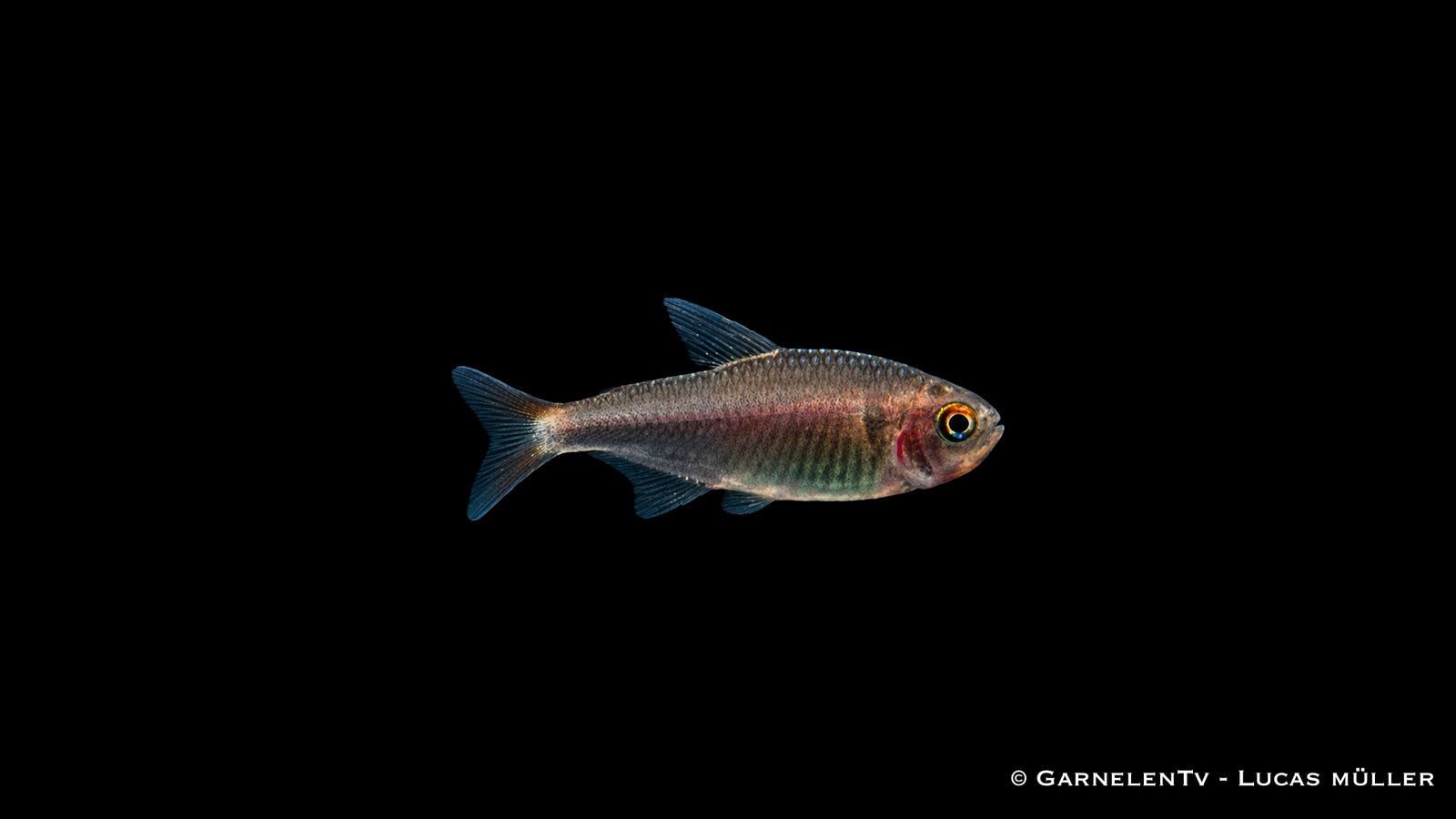 Brombeersalmler - Hyphessobrycon wadai