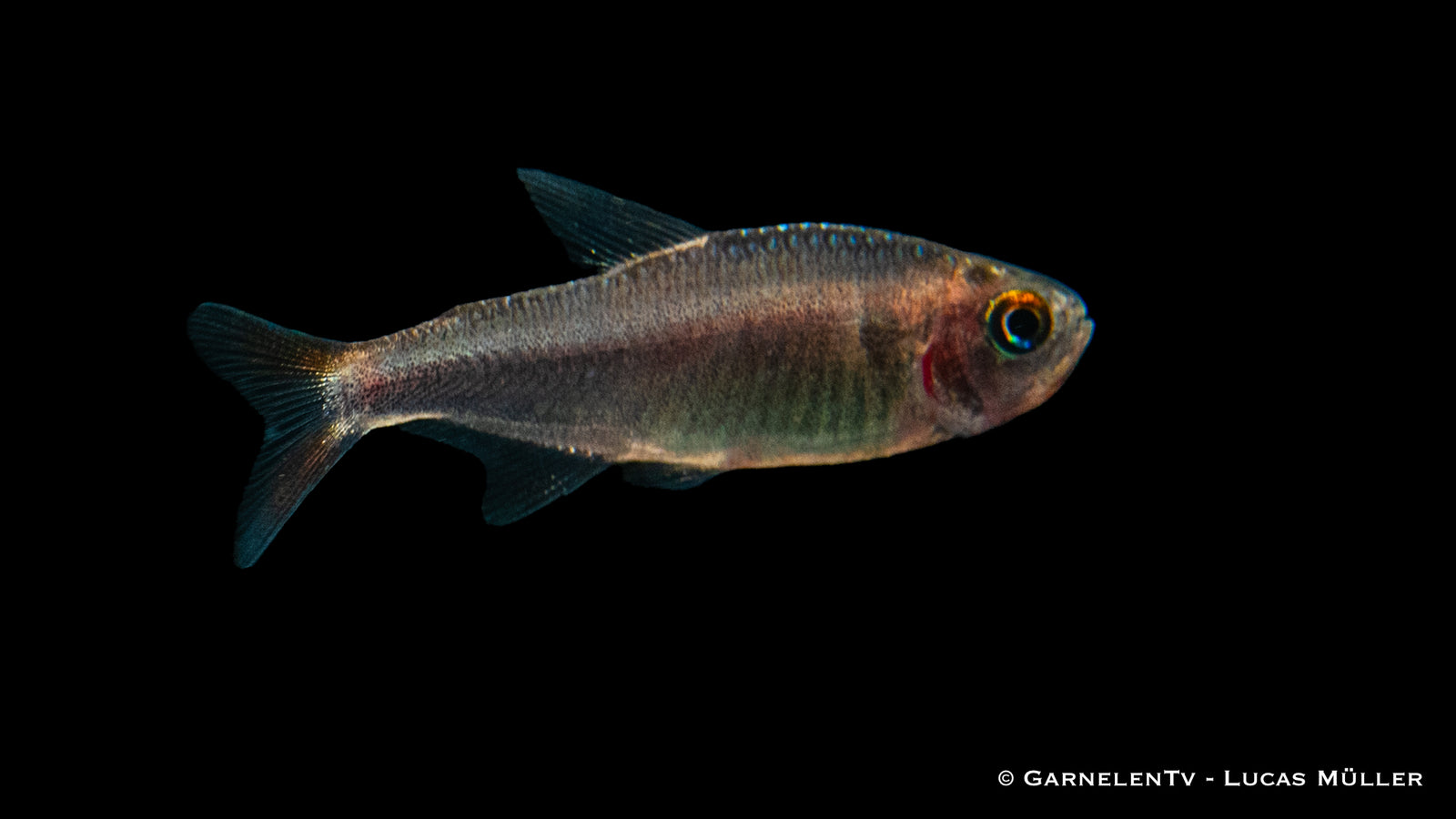 Brombeersalmler (Hyphessobrycon wadai) schwimmt im Aquarium