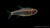Brombeersalmler (Hyphessobrycon wadai) schwimmt im Aquarium
