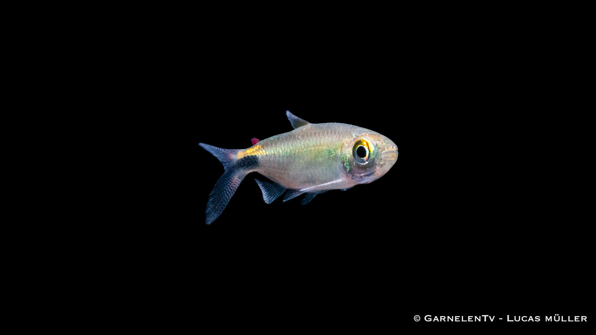 Bryconalestes longipinnis close-up showcasing long fins