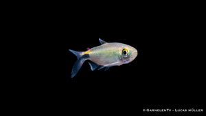 Bryconalestes longipinnis close-up showcasing long fins